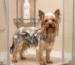 Șampon pentru Yorkshire Terrier Topcare – blană mătăsoasă și protecție