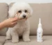 Curățarea zonei ochilor la un Bichon alb folosind o betisor și soluția Clean Drop