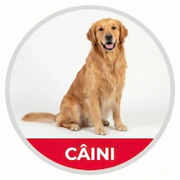 icon categoria caini