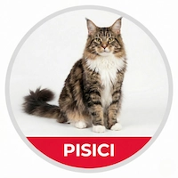 icon categoria pisici