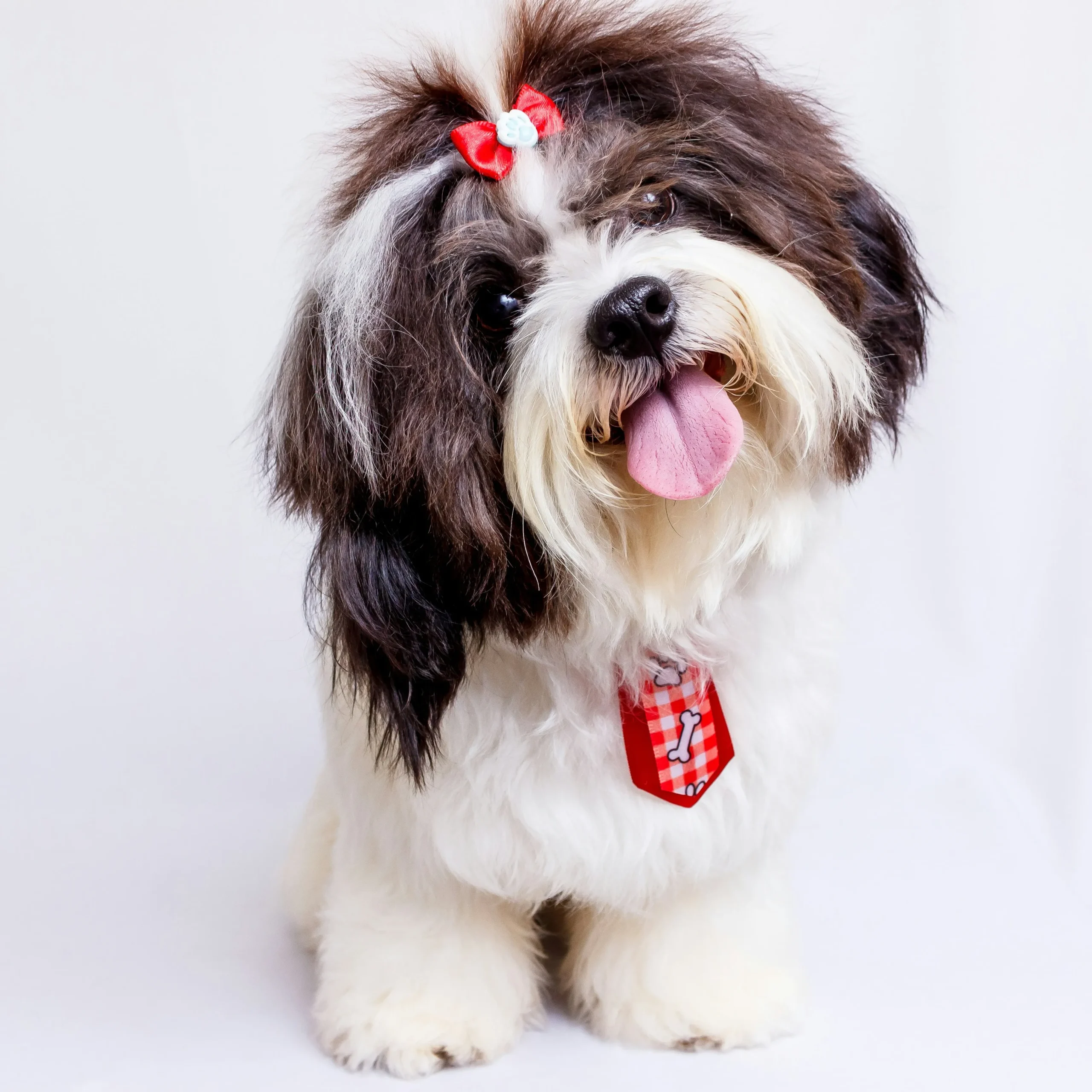 Shih Tzu cu blană mătăsoasă și bine îngrijită — îngrijire regulată cu șampon dedicat rasei